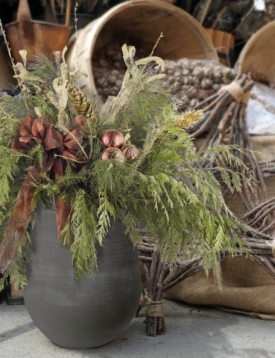 Image of Pine in pots