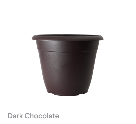 image of Dark Chocolate Bella