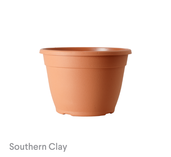 image of Southern Clay Bella